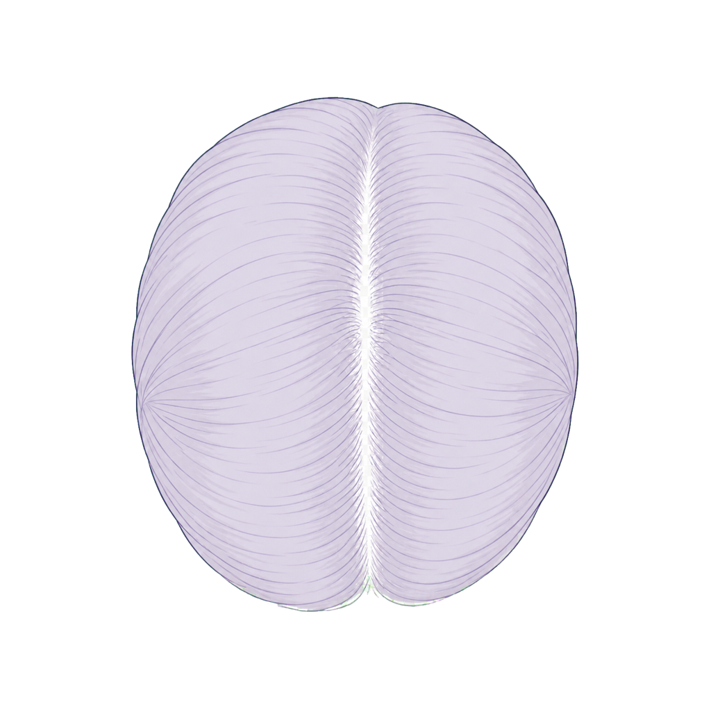 Illustrated overhead view of a centered hair part for repeatable photos